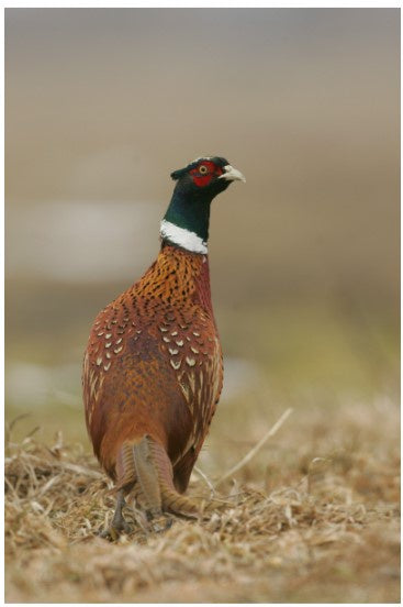 Gift Boxed Tea Towel Pheasant