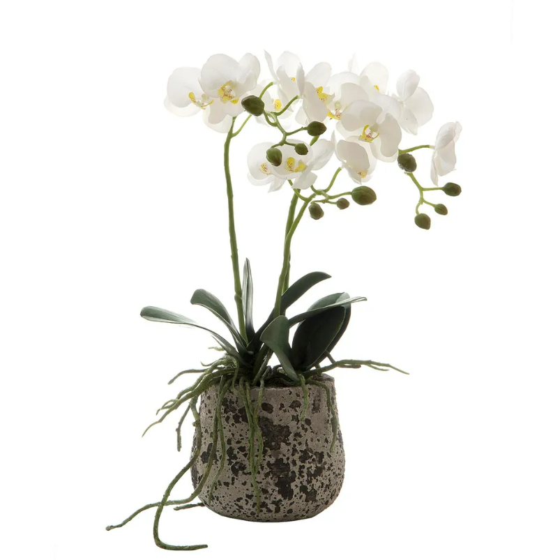 Orchid in Ceramic Pot 52cmH